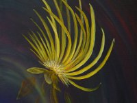 1 Trollblume mit Polarinvertiefung